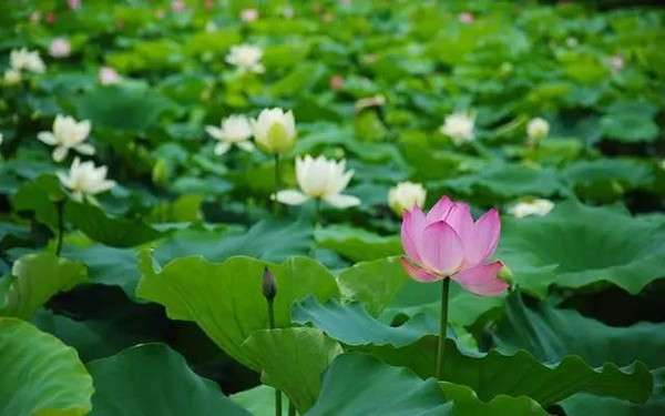 人人都说天堂美,怎比我洪湖鱼米乡——湖北洪湖郴州另外一个绝不可