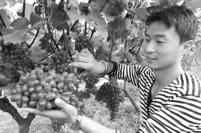晚熟葡萄。刘汝南一家种植的70余亩克伦生晚