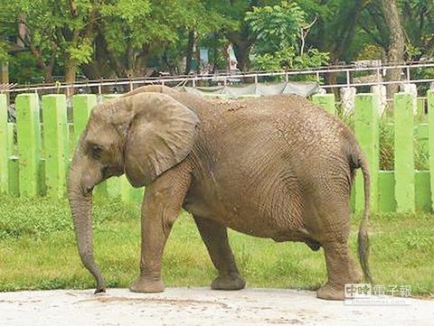 高雄动物园大象用鼻子抛石头 打断女游客1颗门牙