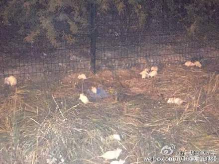 北京:奥森公园惊现大白鼠 体型硕大