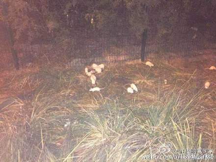 北京:奥森公园惊现大白鼠 体型硕大