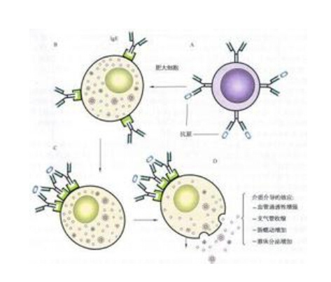 自然杀伤性t细胞(natural killer t cell,nkt细胞)是一类既表达表面