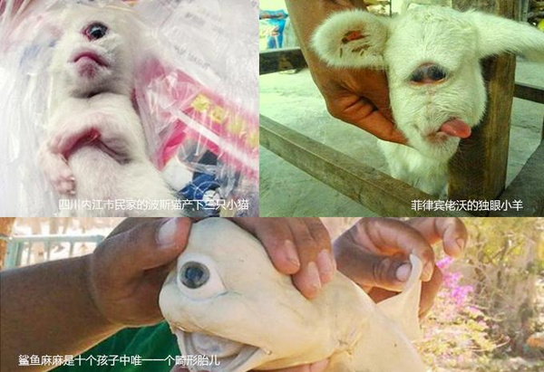 四川内江市民家的波斯猫产下三只小猫,其中一只就出现了独眼畸形,被称