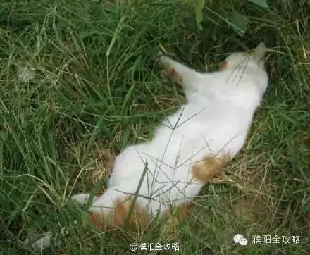 濮阳一学生宿舍养猫遭反对猫被两次扔下摔死