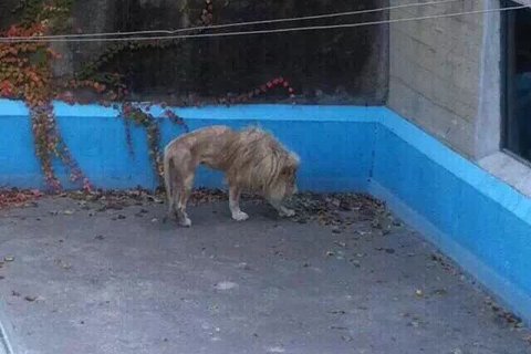 北京动物园狮虎偏瘦遭质疑 回应称遗传缺陷天生瘦