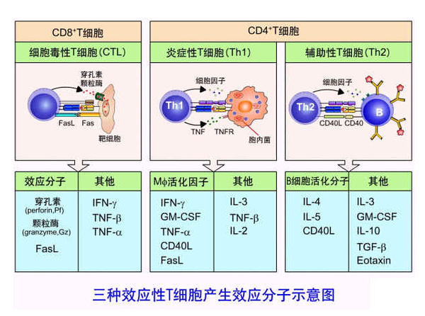 特异性免疫应答的特点及其机制