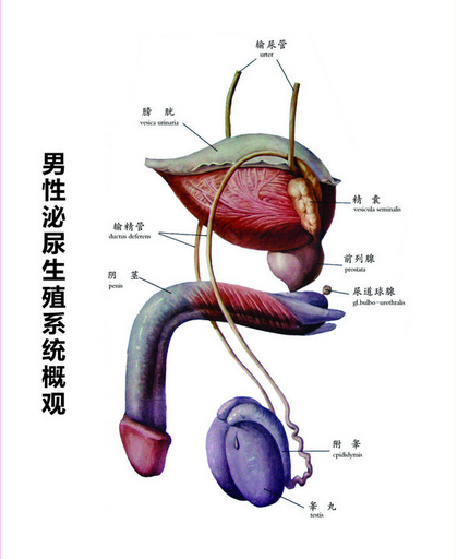 大家快看包皮手术全过程