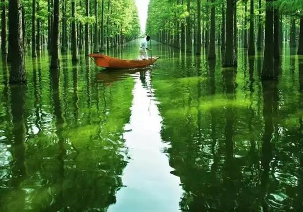 蒹葭苍苍,白露为霜.所谓伊人,在水一方.湿地到底有多美?