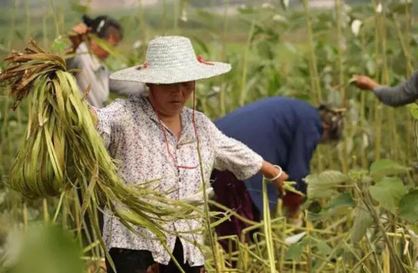 文艺十足的夏布 这里漫山遍野长满享誉世界的"中国草"苎麻 制作夏布