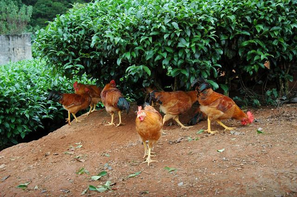 告诉你:怎样鉴别健康鸡与病鸡?