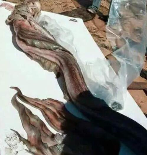 揭秘"澳洲海滩惊现美人鱼尸体"谜团
