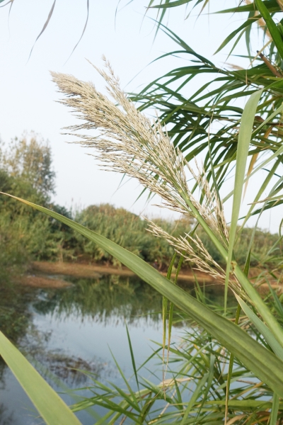 水塘边的芦竹