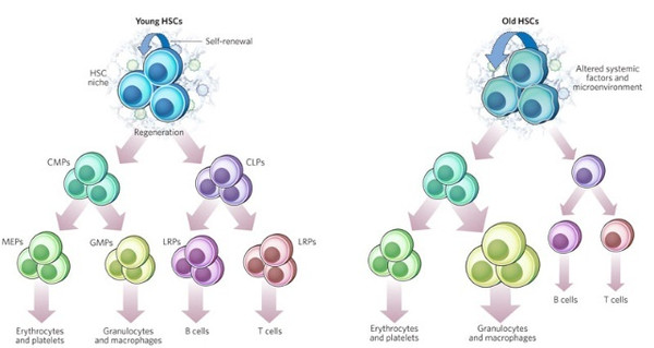 (right) haematopoietic stem cells (hscs) are shown, exemplifying