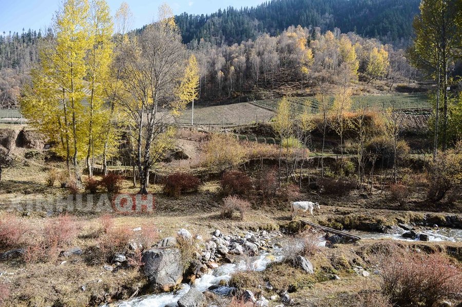 青海省互助北山林场|摄影:不言互助北山林场元圃沟 - 今日头条