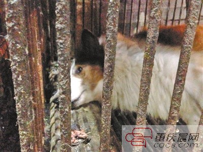 重庆市场宠物狗被论斤卖肉 名犬可卖上千元