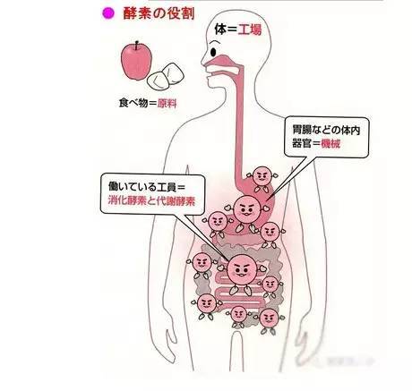 消化液包括唾液,胃液,胰液,均含有浓度较高的淀粉,蛋白和脂肪等消化