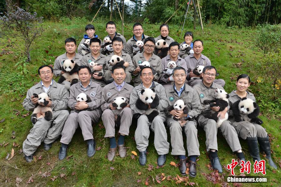 坝2015年新生熊猫宝宝集中亮相(组图),中国熊