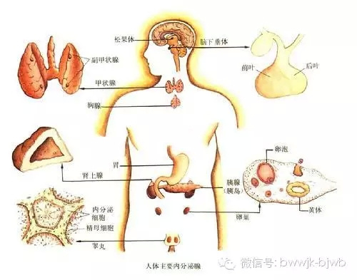 听北京协和医院的医生讲述糖皮质激素