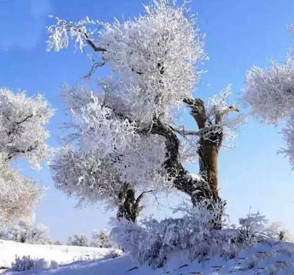 雪后的胡杨—河南许昌援疆干部带你看新疆