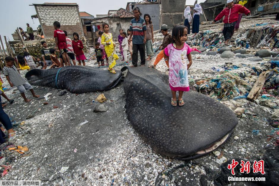 当地时间10月26日，印尼泗水渔民两天内在马都拉海峡用渔网捕到两头鲸鲨的尸体。这样的事件和鲸鲨的迁移周期有关，从10月份到1月份，鲸鲨会因寻找食物而迁移。而当地渔民的孩子们踩在鲸鲨上玩耍，俨然成为了孩子们的“玩具”。