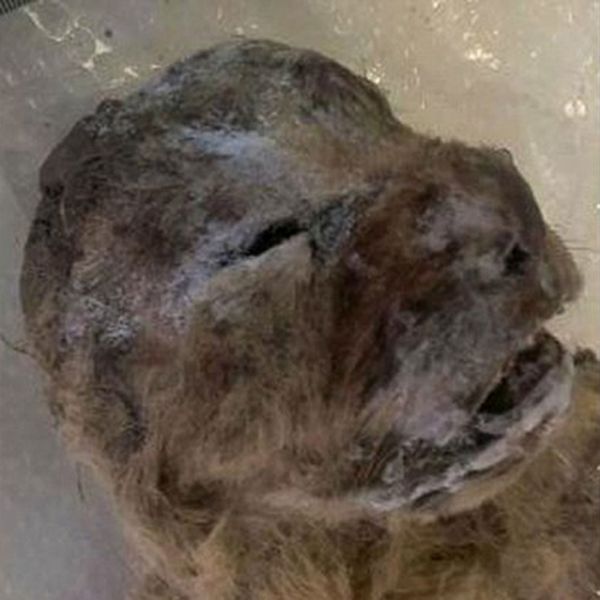西伯利亚发现冰冻万年狮子尸体，保存完整极为罕见。