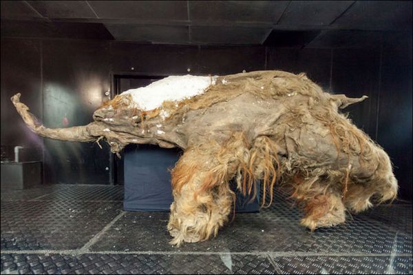 冰冻的猛犸象尸体也常见于西伯利亚冻土带。