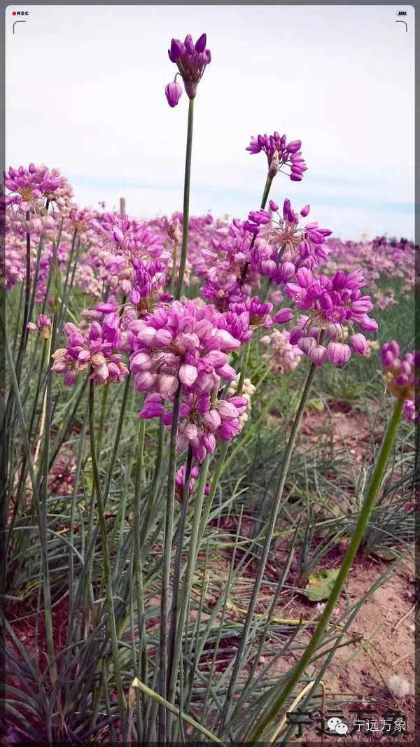 在甘肃,蒙古韭菜开粉花