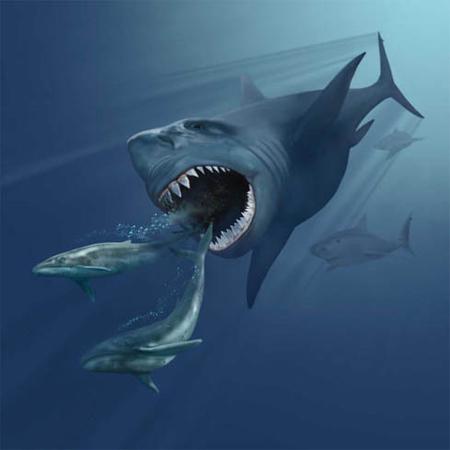 巨齿鲨牙化石长厘米,可吞食鲸鱼