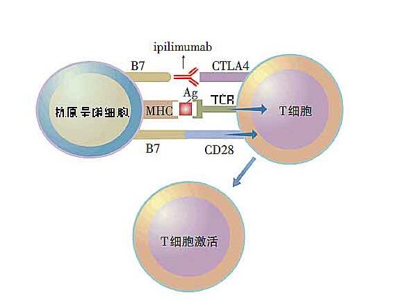 阻断树突状细胞TSLP受体对TH2免疫反应的影