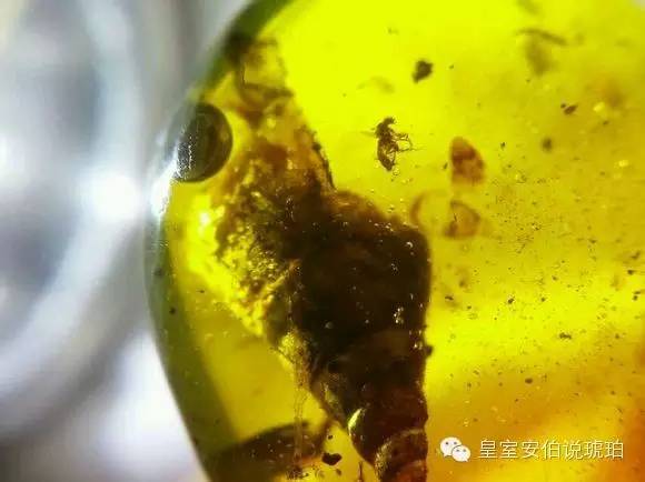 皇室安伯:琥珀中的水生物之谜