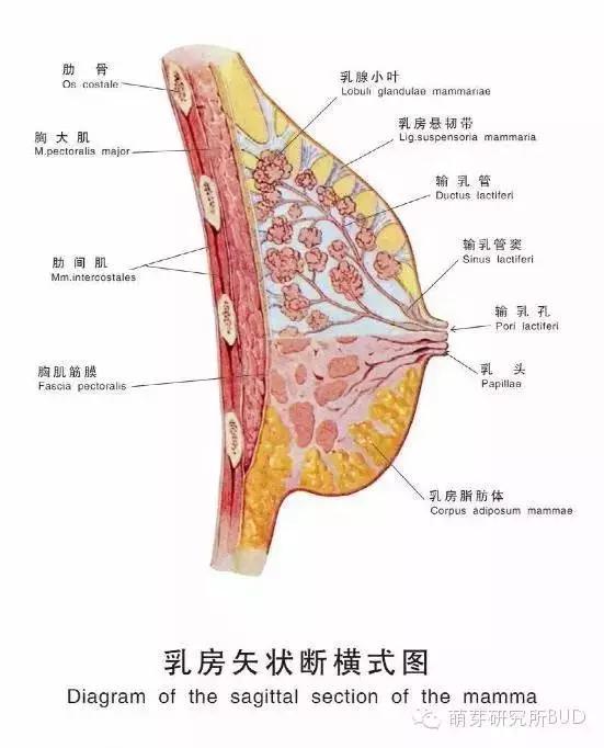 生完小孩胸部会不会下垂,一张图告诉你真相!