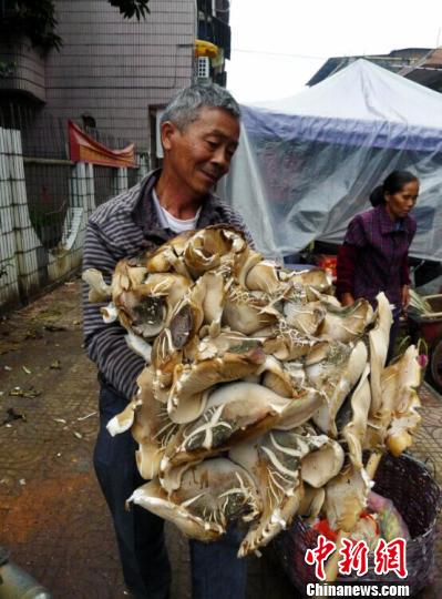 广东一村民家菜地里长出一丛50余斤重野生真菌