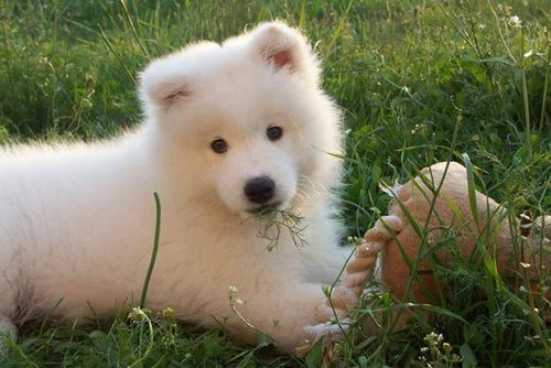 如何给狗狗剪指甲让狗狗配合 mp38757923_1446176986375_14.jpeg