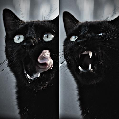 ——黑猫!简直太恐怖了!   天干物燥,小心黑猫   .