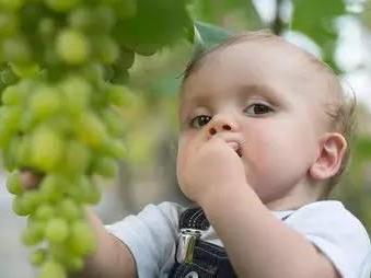 宝宝究竟可不可以吃葡萄?