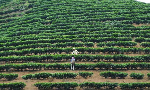 本文通过说茶网()转载. 茶树属于常绿木本植物,实生苗多为乔木.