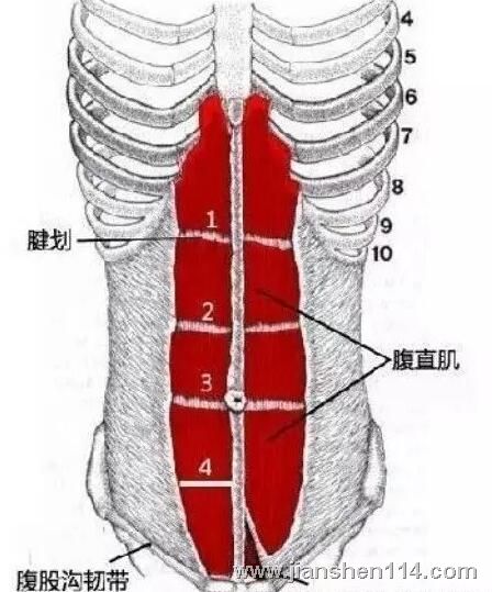 清晰腹肌是迷人的!是人体最漂亮的纹贩!