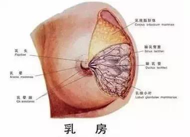 女人因肾阳不足,胞宫失于温煦所出现的下腹坠胀,疼痛,白带多,痛经等