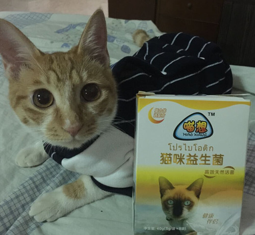 小猫脱水怎么办