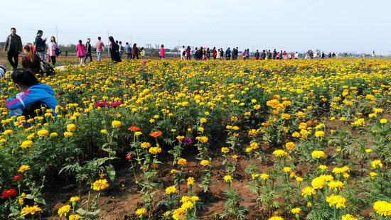 成都近郊又添赏花新景点 龙泉蔚然花海开门迎客