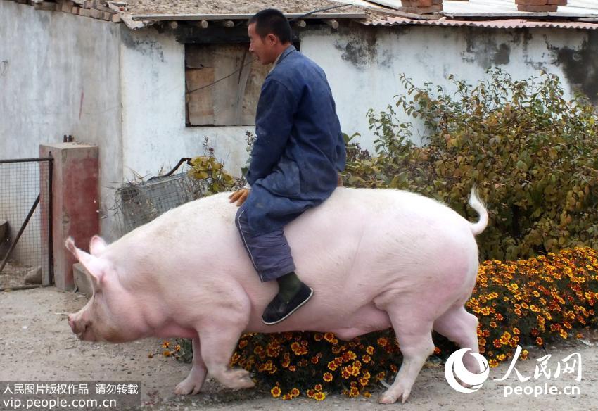 河北：母猪重达1200斤 主人特颁“免死令”(图)
