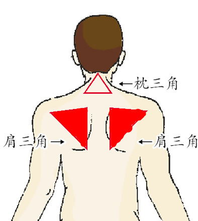 人体五大"三角区"健康管理要关注