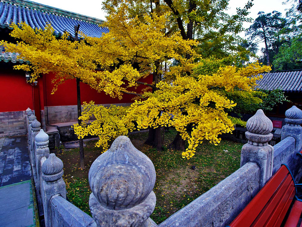 北京大觉寺看千年银杏风华正茂