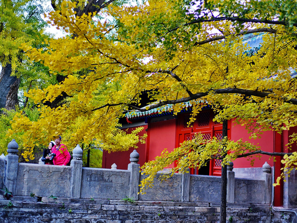 北京|大觉寺—看千年银杏风华正茂