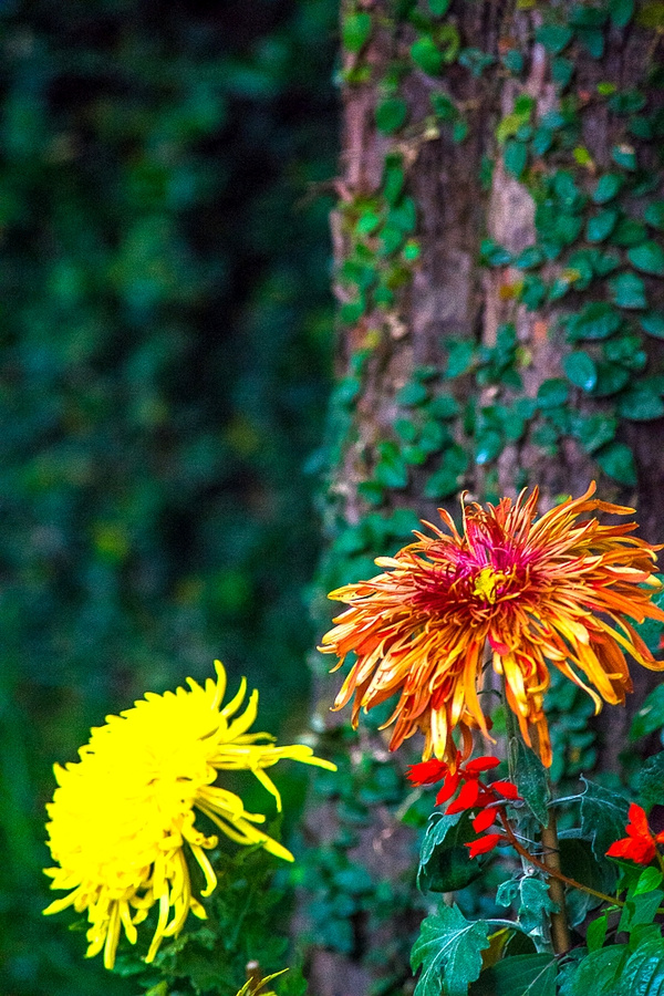 秋风有意染黄花惠山看菊赏秋真当时说走就走