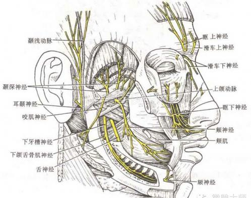 (面部神经分布示意图)注射美容虽然能够让人迅速变美,且没有创伤,但是