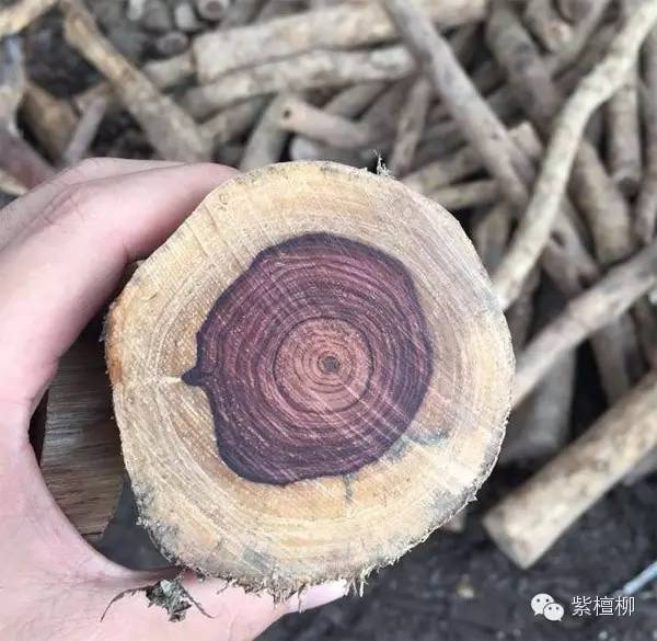 【神器之木】越南紫檀柳 好拗口的名字