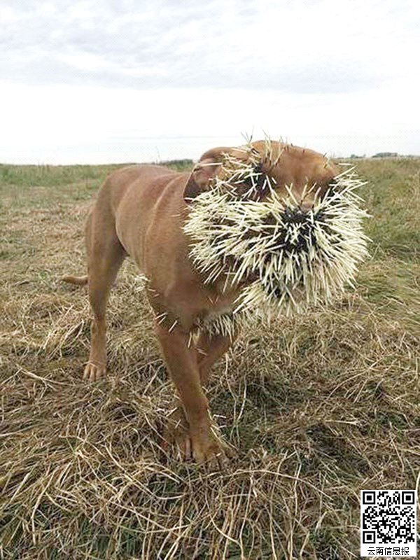 豪猪和狗打架_豹子被豪猪扎死的视频_狗被豪猪扎