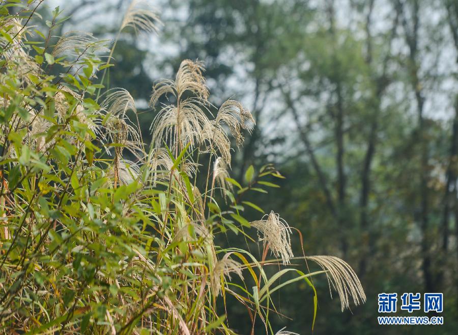 11月3日，空中俯瞰色彩缤纷的西溪湿地景色。新华社记者 徐昱
