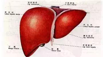 肝脏的生理结构和功能